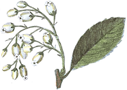 Drawing of white flowers with fresh green leafy stem representing Bio Alquemie’s fresh and natural Facial Nutrient Serum for beautiful fresh clear  skin Bio Alchemy
