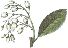 Drawing of white flowers with fresh green leafy stem representing Bio Alquemie’s fresh and natural Facial Nutrient Serum for beautiful fresh clear  skin Bio Alchemy