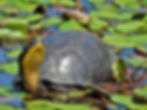 Blanding's Turtle