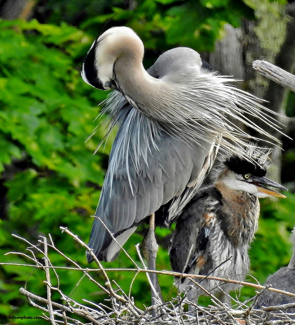 Great Blue Heron with Chick