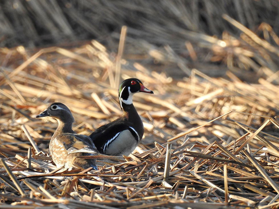 Wood Duck Pair