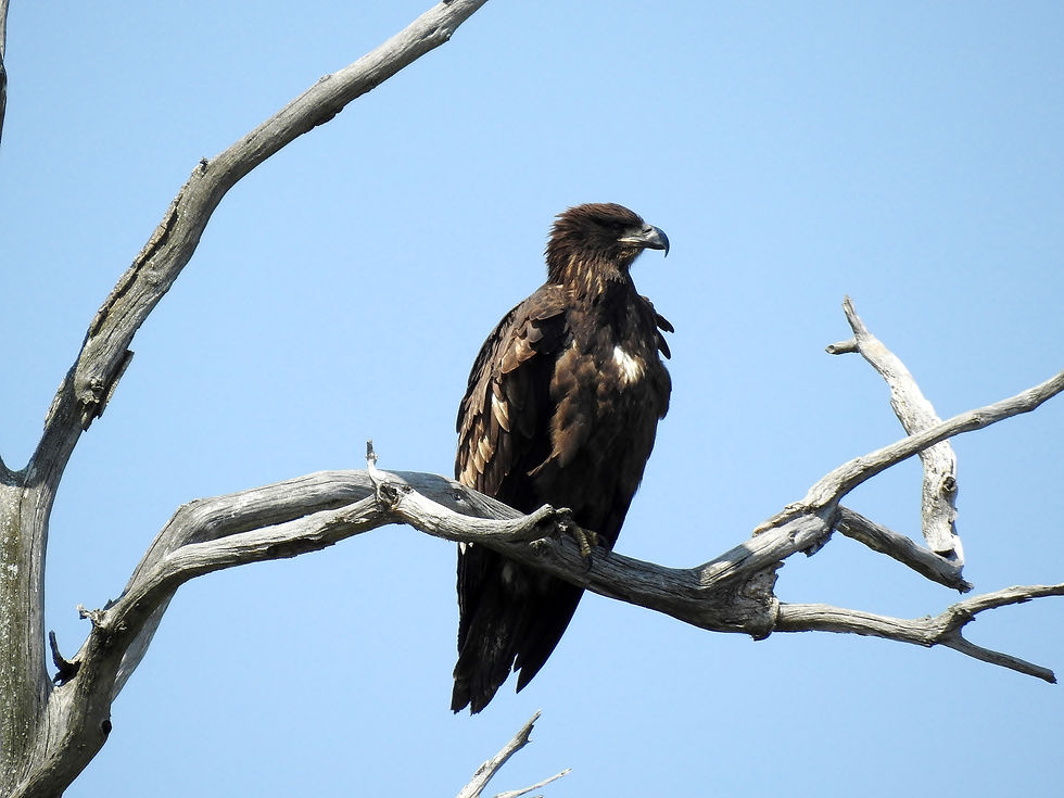 Juvenile Bald Eagle