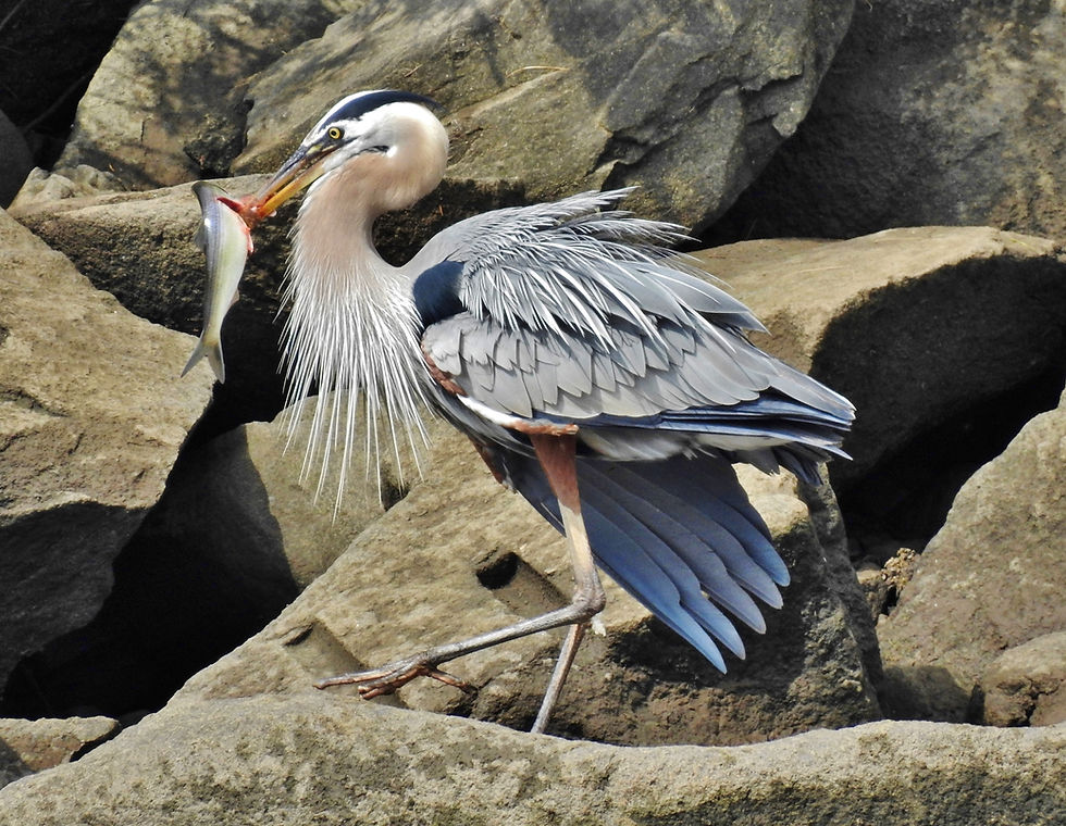 Great Blue Heron