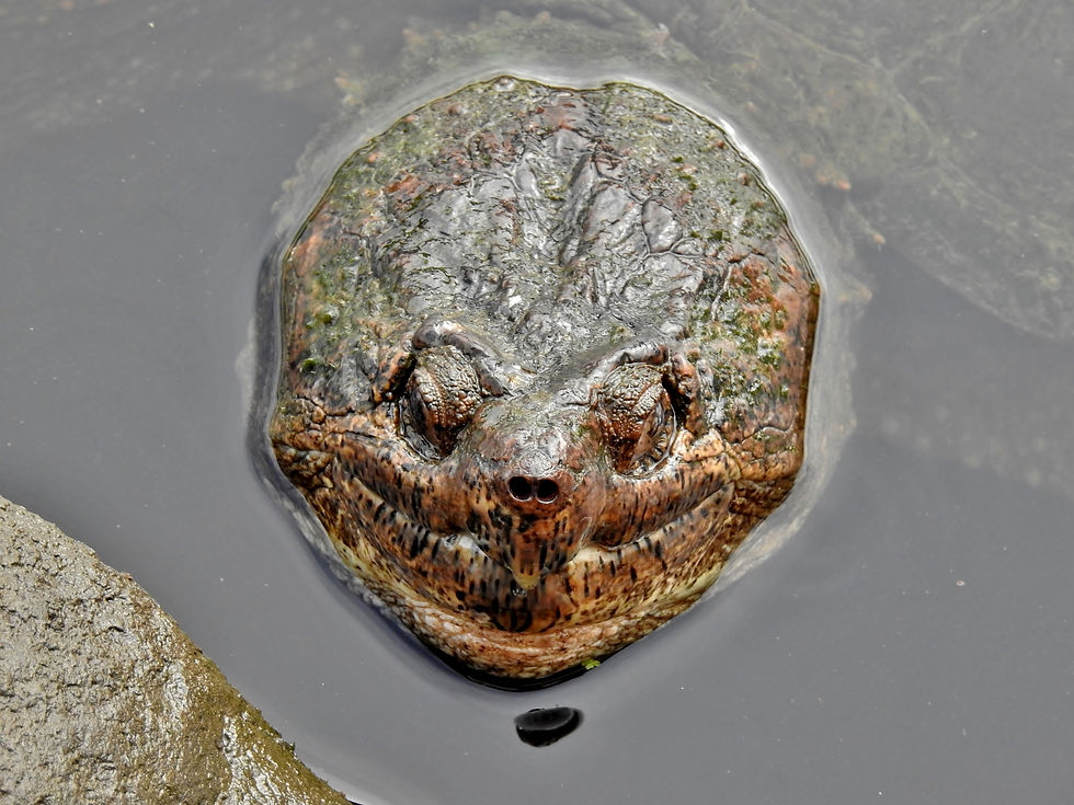 Snapping Turtle posing as a stepping stone.