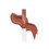 Miniatura: LABIAL ACAI LARGA DURACION VITU X 6ML
