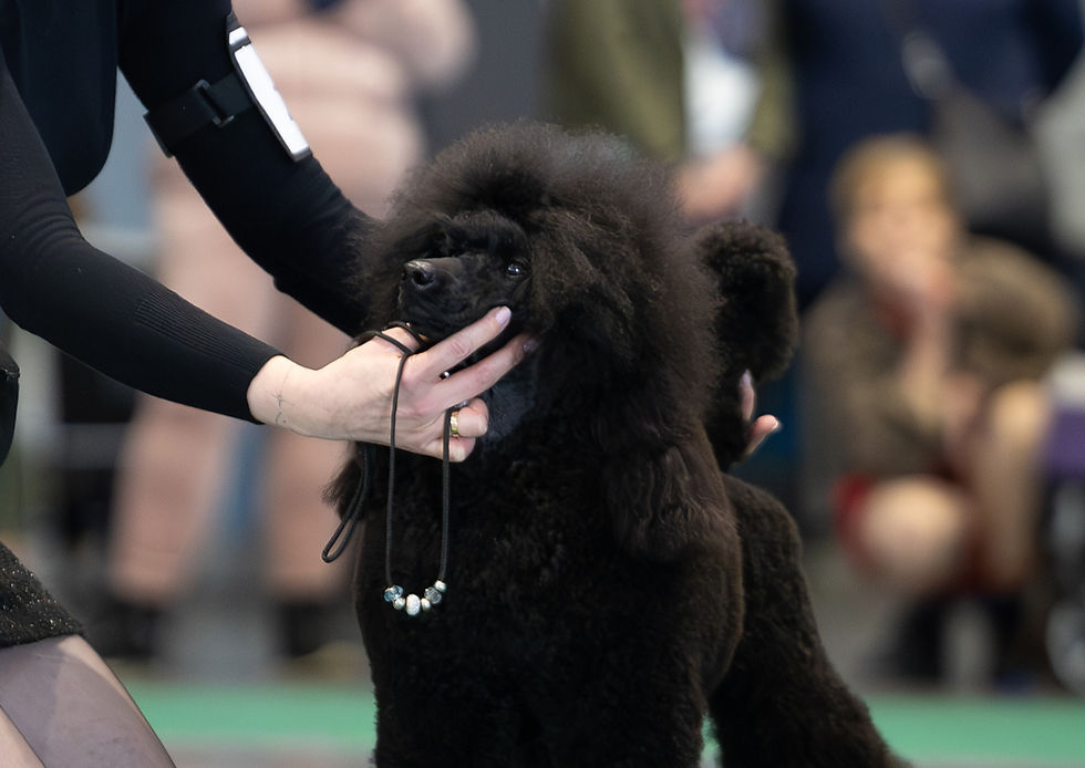 FIORA rozpoczyna Grand Championat Polski, a IGGY debiutuje w ringu!