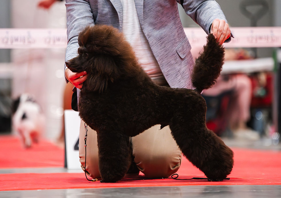 Champion Polski Szczeniąt IGGY, Grand Champion Polski FIORA!