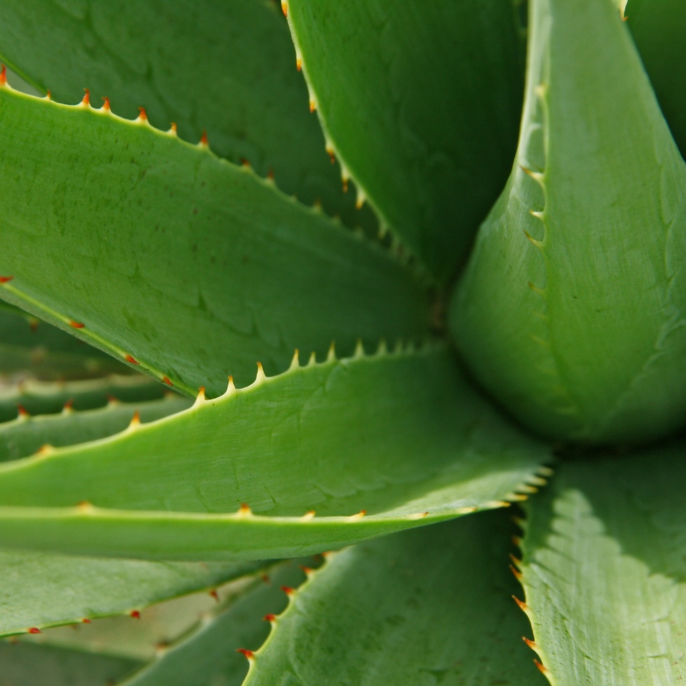 Miniatura: Sábila Deshidratada en polvo 250 g