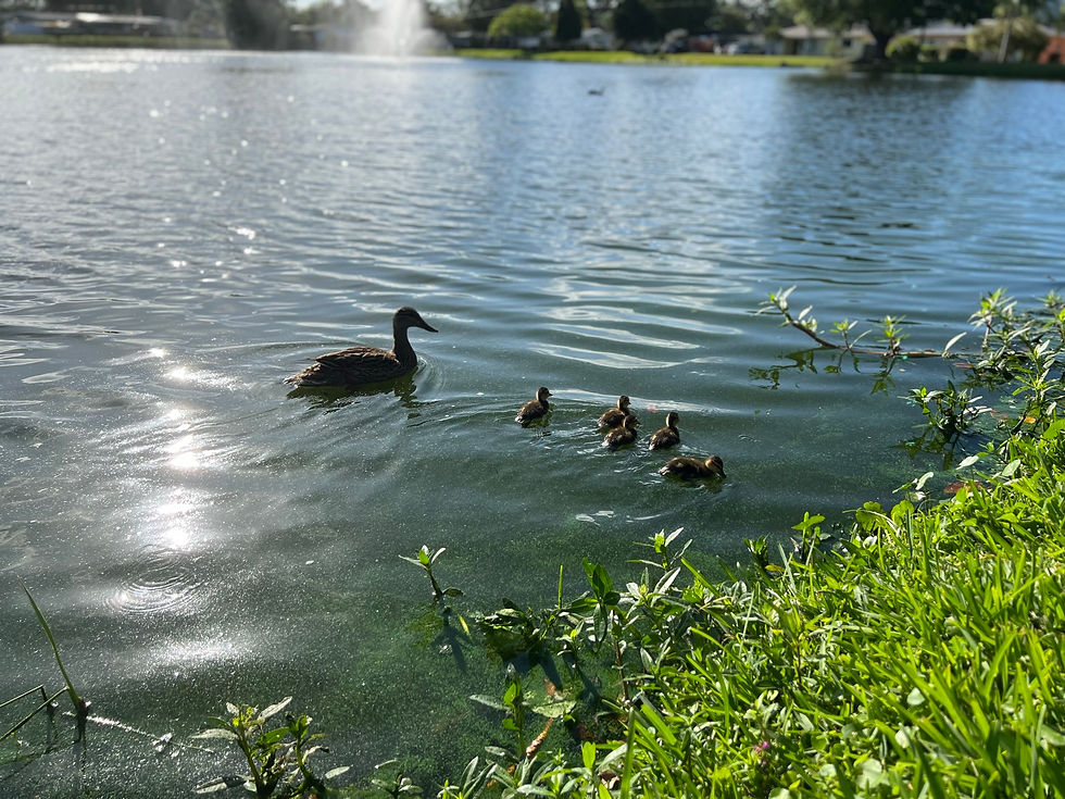 Keeping Our Ducks Healthy