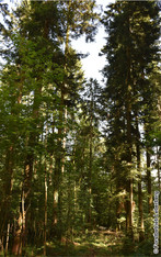Waldbild Mitte Juni 2026 nach dem Holzschlag «Höchi Tannen» vom Winter 2025/26