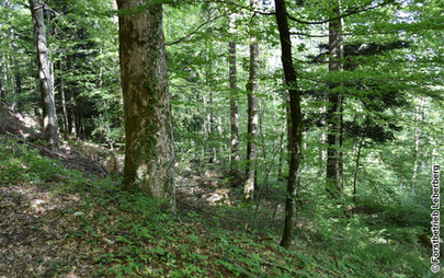 Waldbild Mitte Juni 2026 nach dem Holzschlag «Höchi Tannen» vom Winter 2025/26