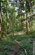 Waldbild Mitte Juni 2026 nach dem Holzschlag «Höchi Tannen» vom Winter 2025/26