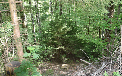 Waldbild Mitte Juni 2026 nach dem Holzschlag «Höchi Tannen» vom Winter 2025/26