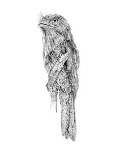 Tawny Frogmouth