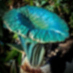 Thumbnail: Local artisan's concrete birdbath, a beautiful and lasting garden feature.