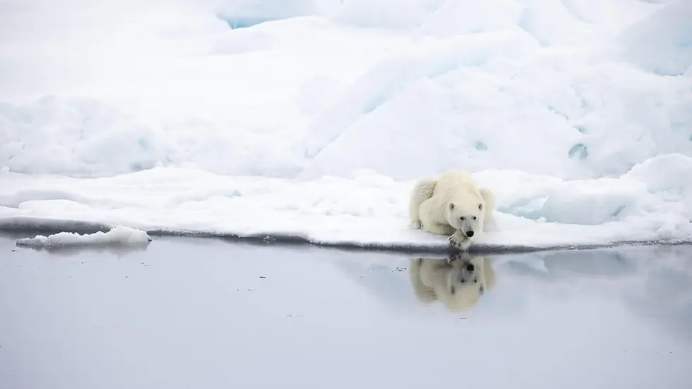 Northeast Greenland's unexplored sea ice