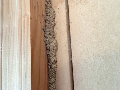 Termite tunneling in drywall.