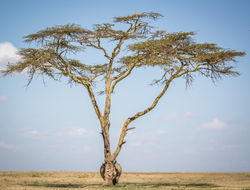 Hide and Seek, Kenya