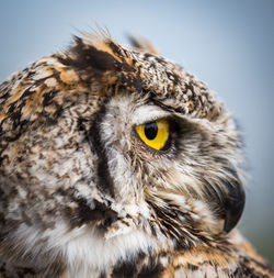 GHO profile