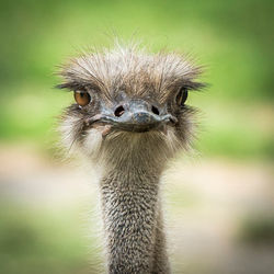 Curious Ostrich_DSC0072
