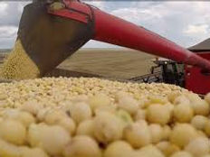 Brasil vai colher a maior safra de grãos da história, prevê Conab

