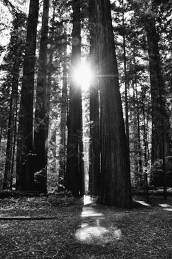 red woods 10