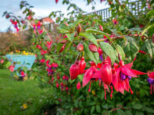 Beautiful Gardens of Bedfordshire (Part 6)