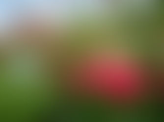 Beautiful Gardens of Bedfordshire (Part 6)