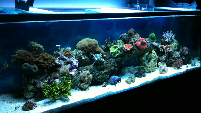 Nevada Aquatics Las Vegas Aquarium Maintenance Nevada Aquatics Las Vegas Aquarium