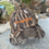 Miniaturbild: Hrvatska Camo Hat