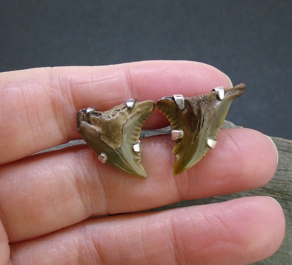 Thumbnail: Fossilised Shark Tooth Sterling Silver Cufflinks