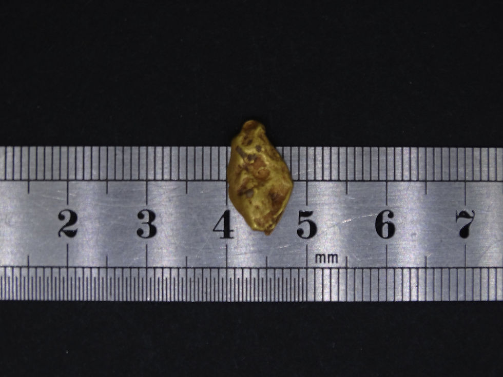 Miniaturbild: Leadhills gold nugget placed beside a ruler, showing size of 13.5mm.