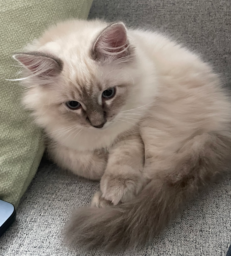 Gesunde und liebevolle Kätzchen: Besuchen Sie unsere aktuellen Würfe