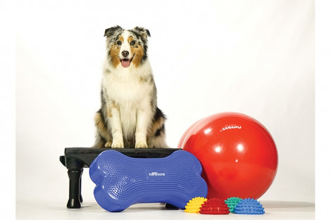 Agility Kit by Blue 9 Pet Products for outdoor play with your dog Agility kit for dogs for outdoor play with your dog
