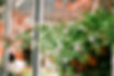 Hanging Plants