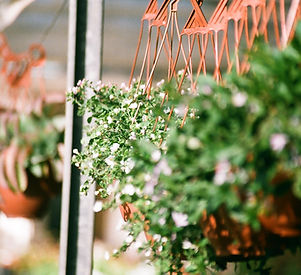 Hanging Plants