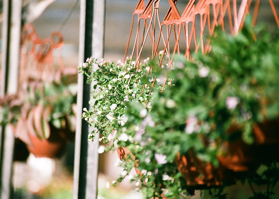 Hanging Plants