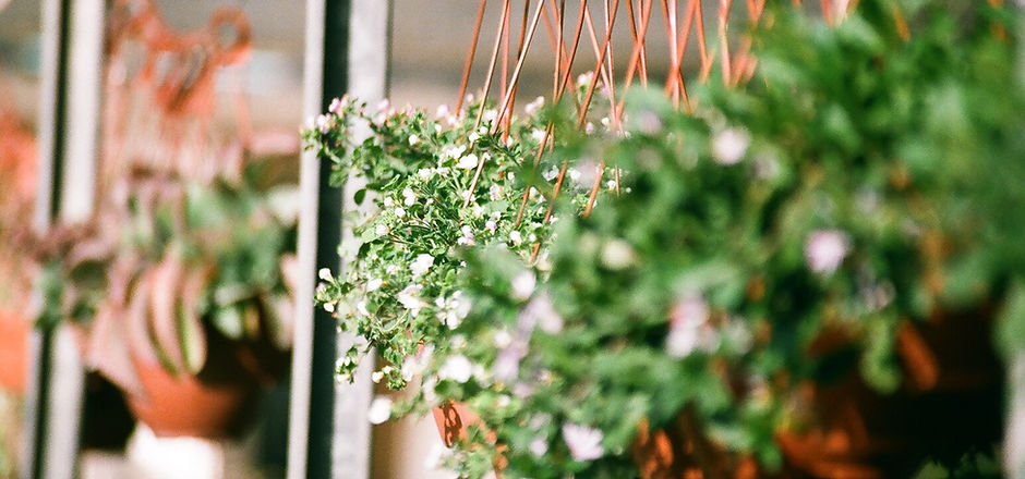 Hanging Plants