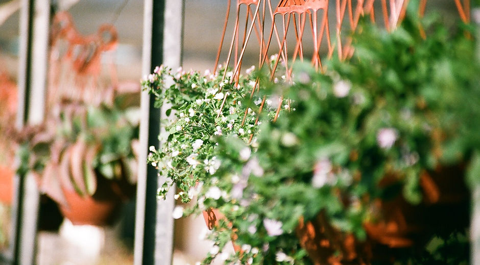 Hanging Plants