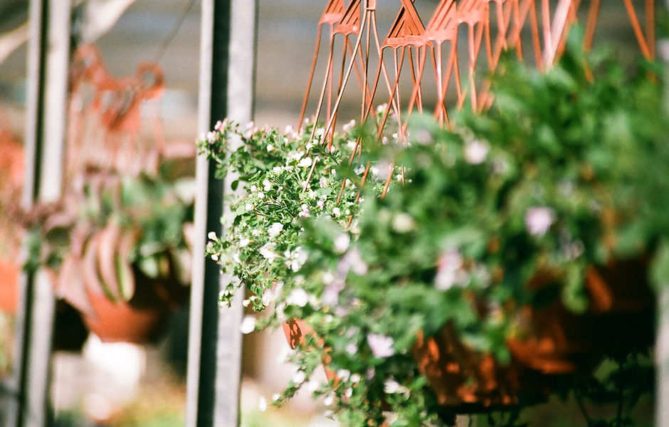 Hanging Plants