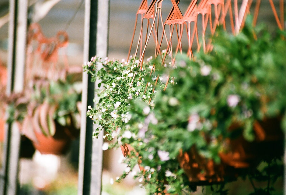 Hanging Plants