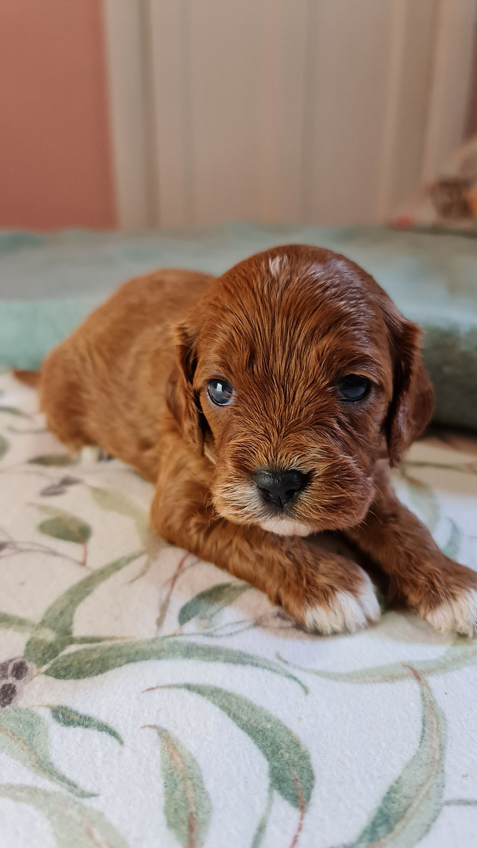 Cavoodle Puppies Penny's Cavoodles Adelaide