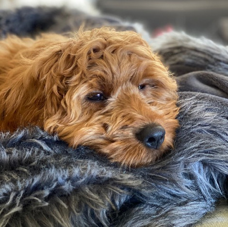 Cavoodle Puppies for sale | Penny's Cavoodles | Adelaide