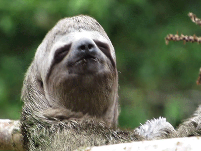 SLOTHCU.gif