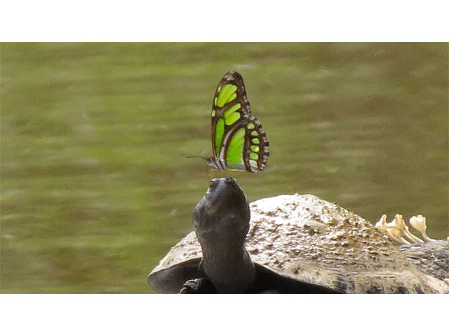 River turtle with a butterfly licking the salt from its nose