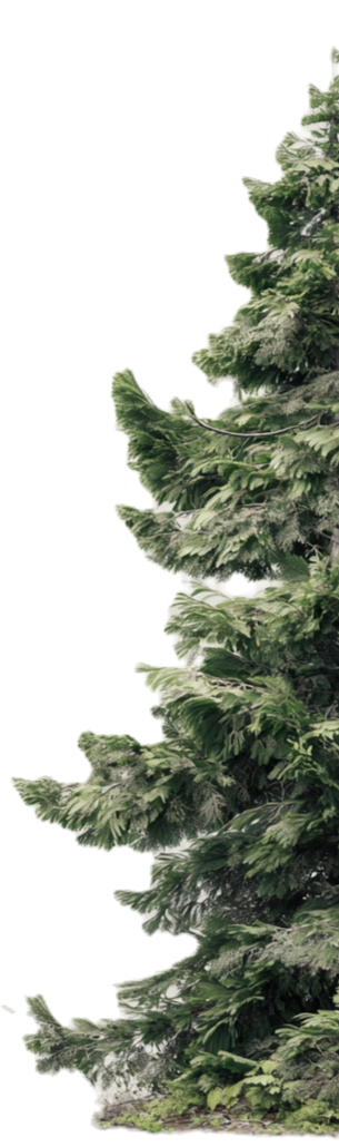 Sapin_edited_edited.png