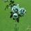 Thumbnail: Rosa chinensis light blue