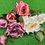 Thumbnail: Rosa chinensis medium
