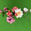 Thumbnail: Rosa chinensis medium