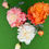 Thumbnail: Peony medium